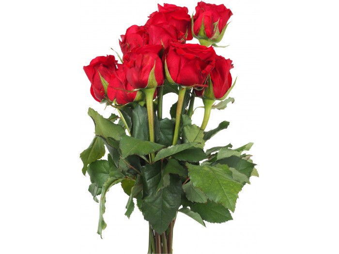 Ramo de 6 ROSAS (color a elegir)