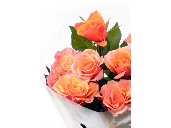 Ramo de 6 ROSAS (color a elegir)